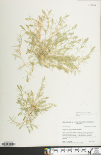 Eragrostis hypnoides image