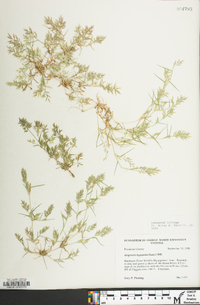 Eragrostis hypnoides image