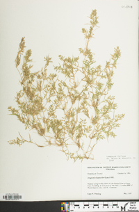 Eragrostis hypnoides image