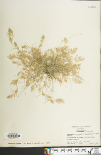 Eragrostis hypnoides image