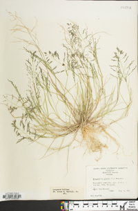 Eragrostis pilosa image