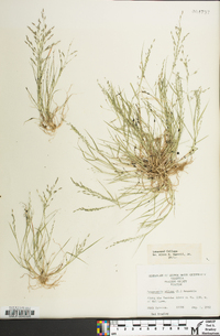 Eragrostis pilosa image