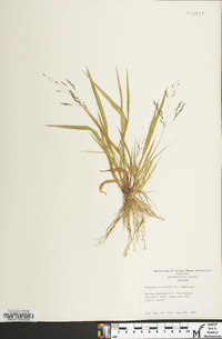 Eragrostis pilosa image