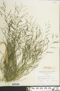 Eragrostis pilosa image