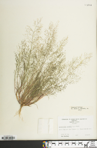 Eragrostis frankii image