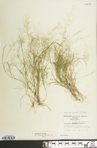 Eragrostis frankii image