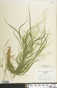 Eragrostis frankii image