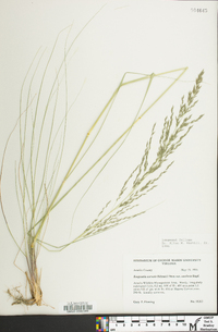 Eragrostis curvula image