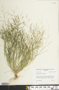 Eragrostis pilosa image