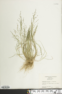 Eragrostis pilosa image