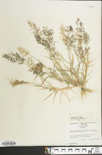 Eragrostis minor image