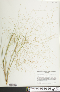 Eragrostis refracta image