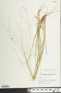 Eragrostis refracta image