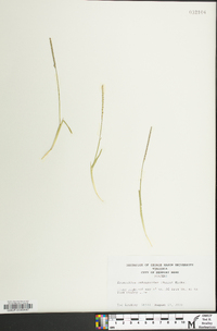 Eremochloa ophiuroides image