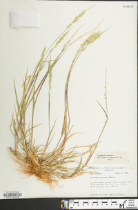 Eriochloa contracta image