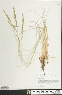 Festuca rubra image