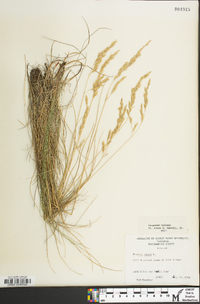 Festuca rubra image