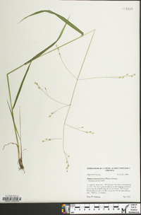 Festuca subverticillata image