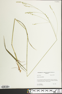 Festuca subverticillata image