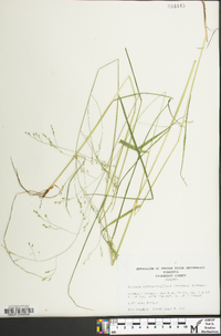 Festuca subverticillata image