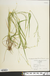 Festuca subverticillata image