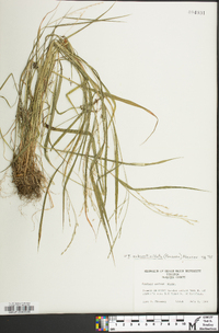 Festuca subverticillata image