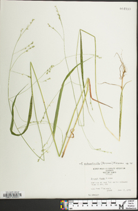 Festuca subverticillata image