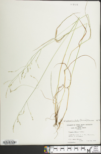 Festuca subverticillata image