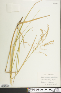 Glyceria canadensis image