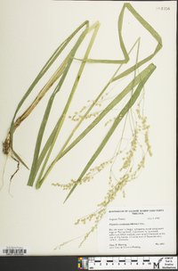 Glyceria canadensis image