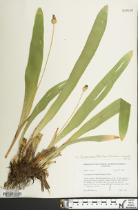 Carex fraseriana image