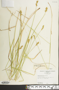 Carex festucacea image