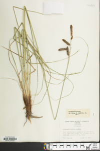 Carex glaucescens image