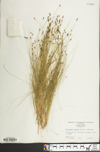 Eleocharis tenuis image