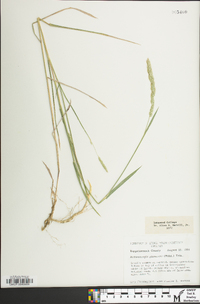 Muhlenbergia glomerata image