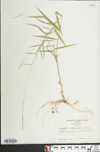 Muhlenbergia sobolifera image