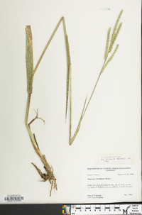 Paspalum floridanum image