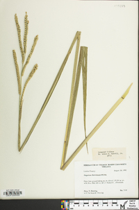 Paspalum floridanum image