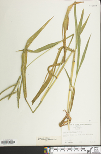 Paspalum floridanum image