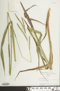 Paspalum floridanum image