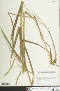 Paspalum floridanum image