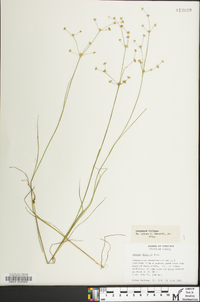 Juncus debilis image