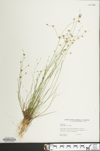 Juncus debilis image