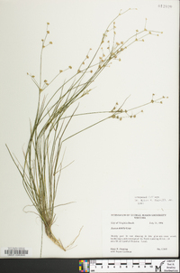 Juncus debilis image