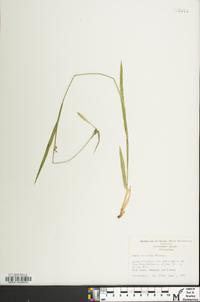 Carex striatula image