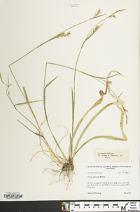 Carex striatula image