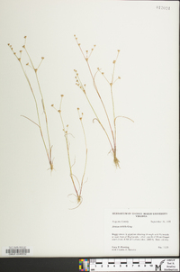 Juncus debilis image