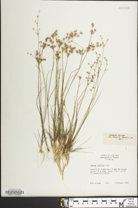 Juncus debilis image