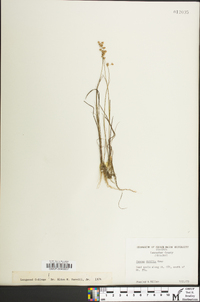 Juncus debilis image