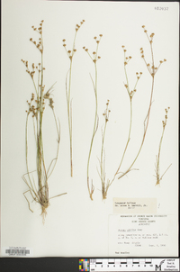 Juncus debilis image